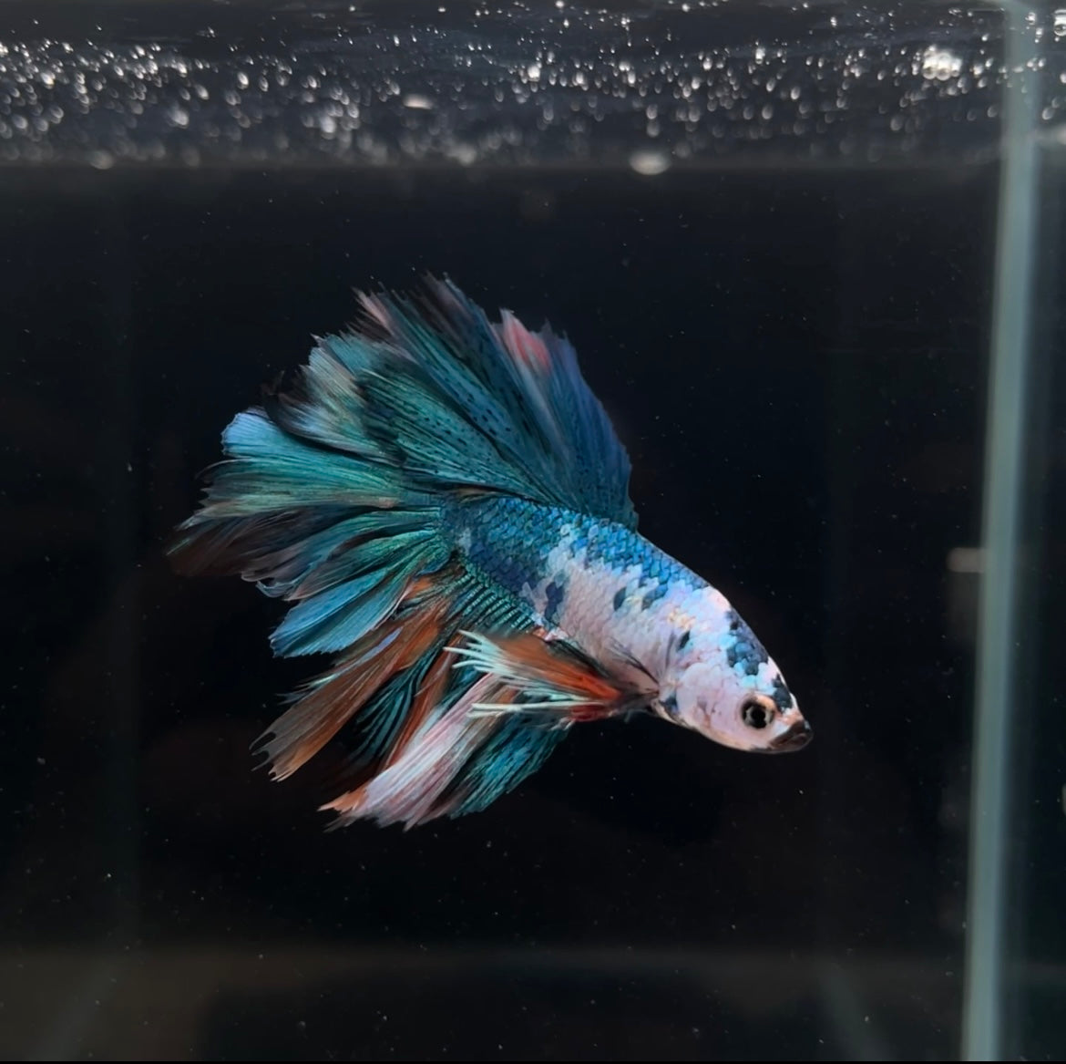 Halfmoon Galaxy Koi Male Betta