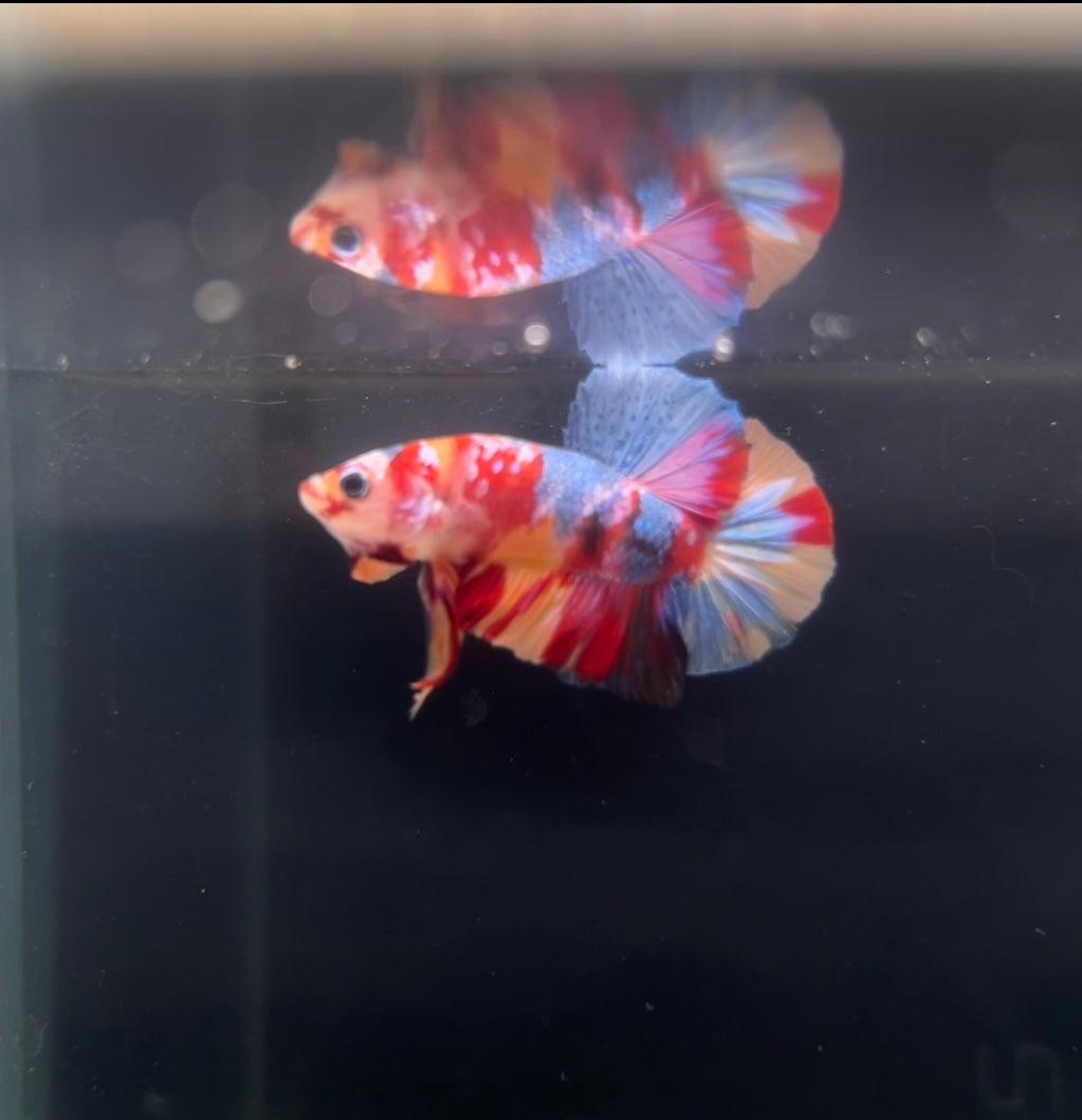 HMPK Multicolor Koi Male Betta