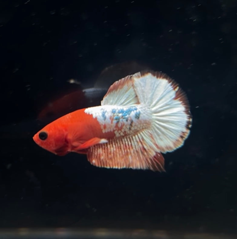 Red Fancy Copper Male Betta