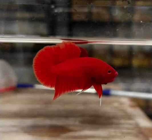 HMPK Super Red Male Betta