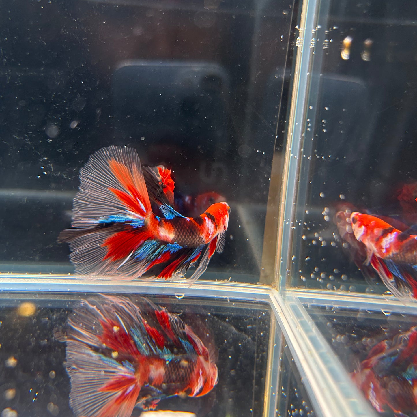 HM Red Galaxy Koi Male Betta