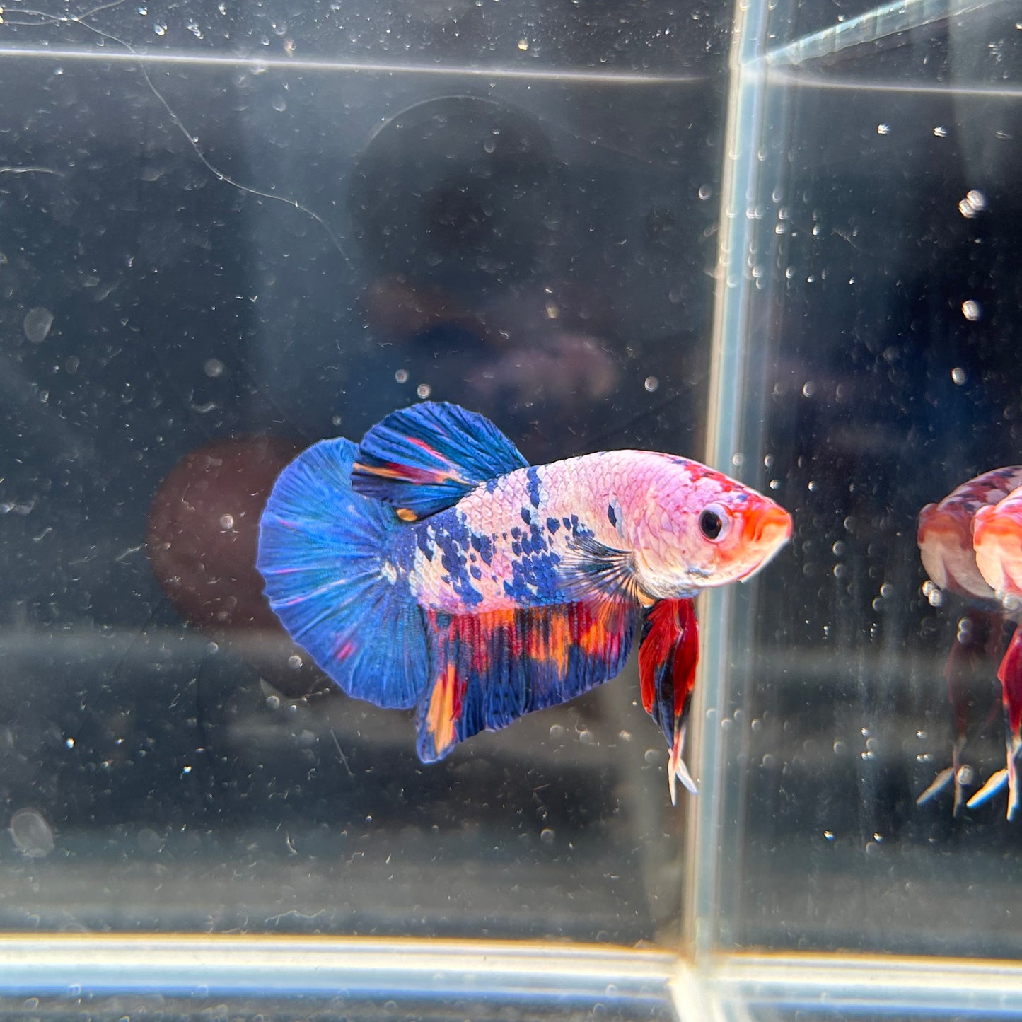 HMPK Galaxy Koi Male Betta