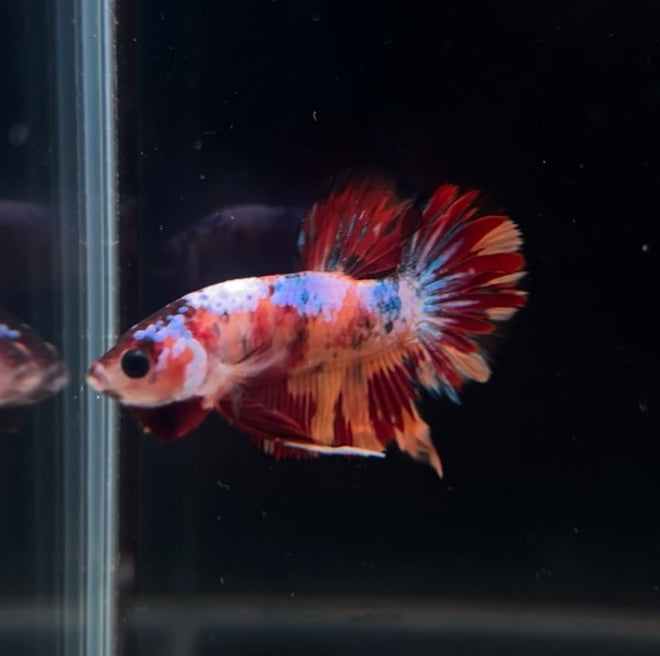 Nemo Tiger Candy HMPK Male Betta