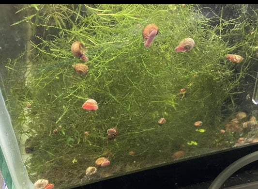 1000 ramshorn snails