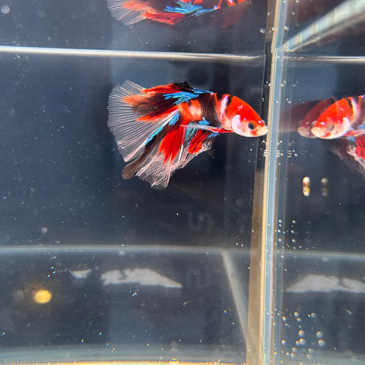 HM Red Galaxy Koi Male Betta