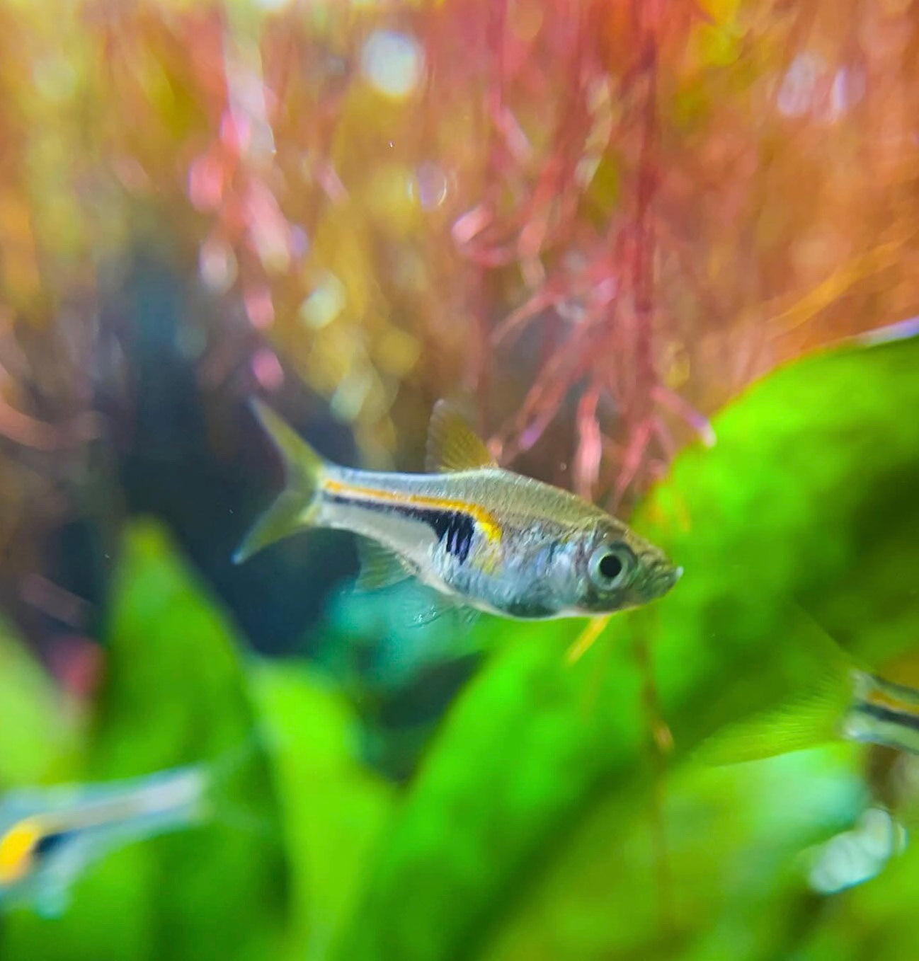 Hengeli Rasbora