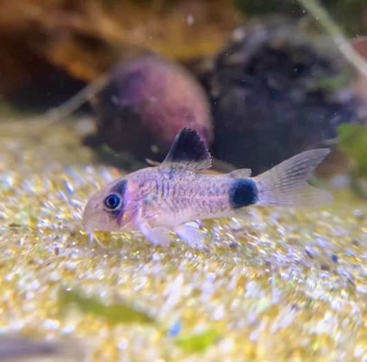 Panda Corydoras