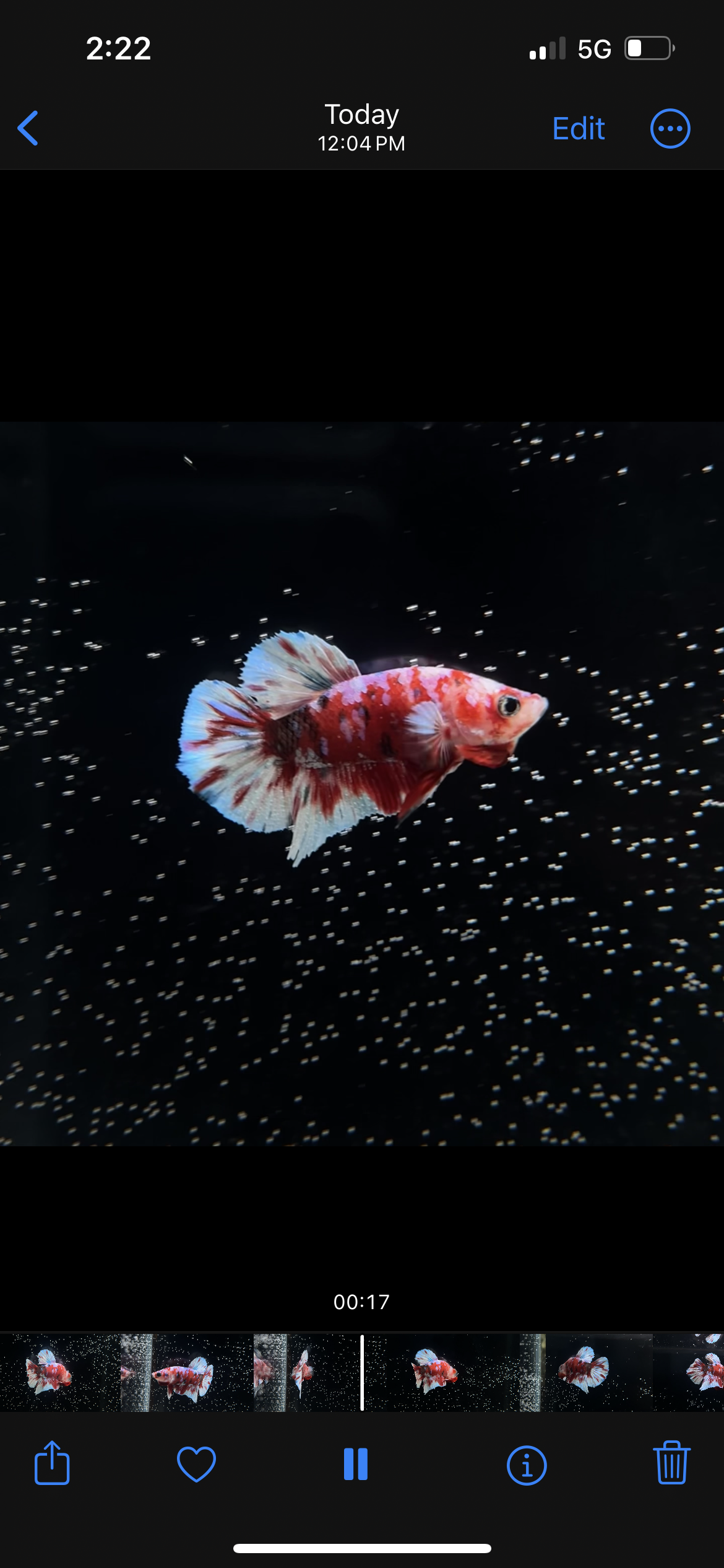 Red Barongsai Koi Male Betta