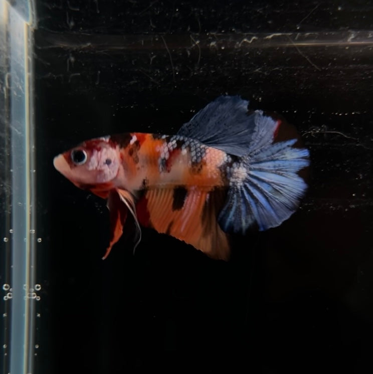 Multicolor Nemo HMPK Male Betta