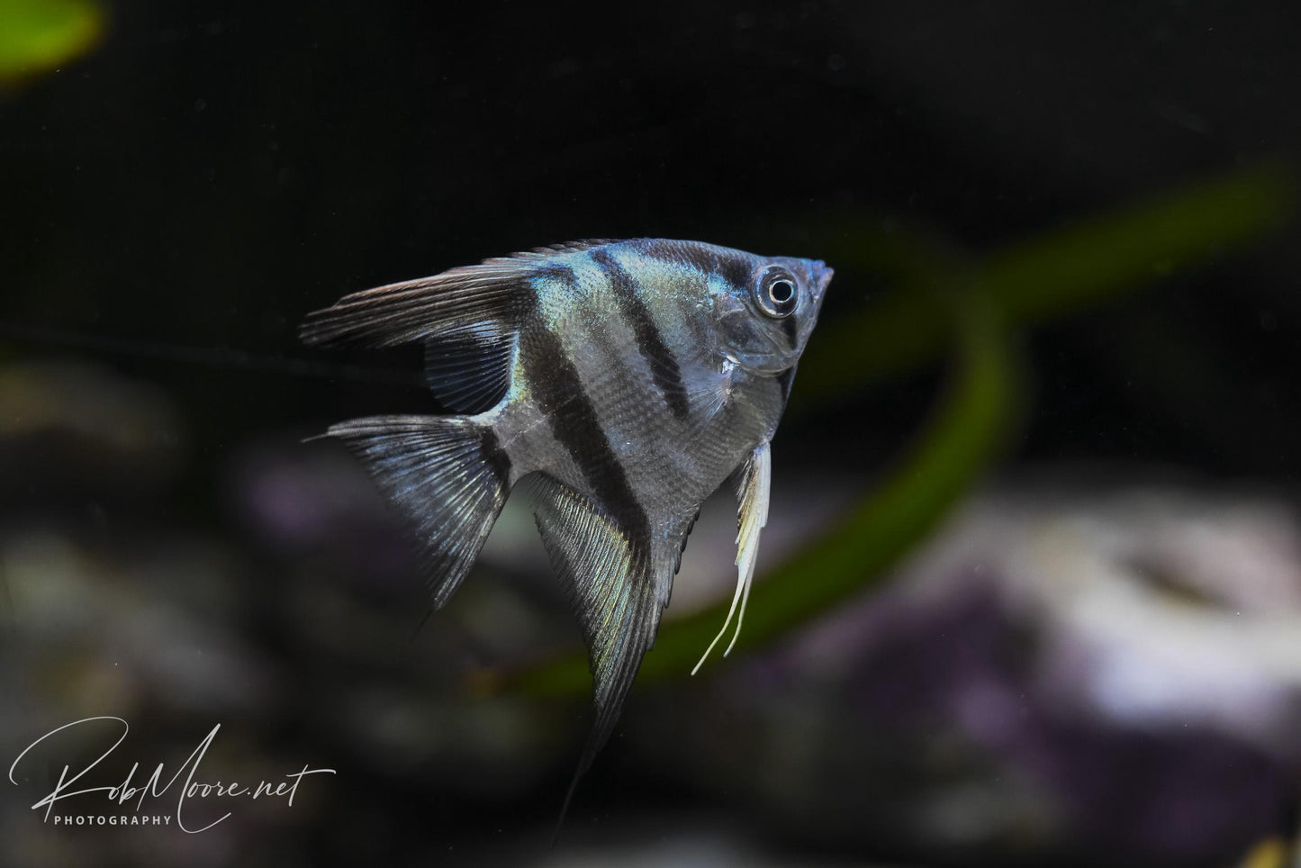 Cobalt Blue Angelfish