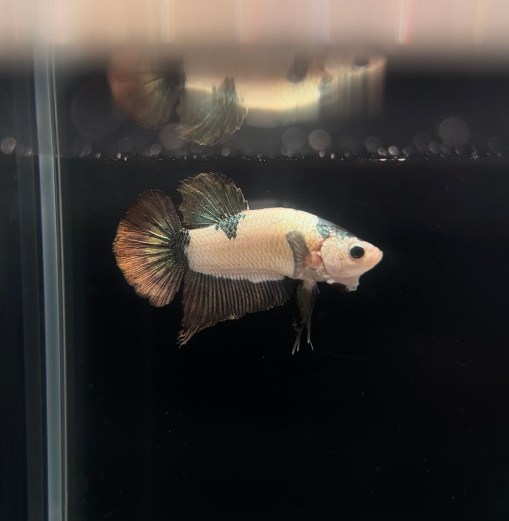 HMPK Copper Panda Rim Male Betta