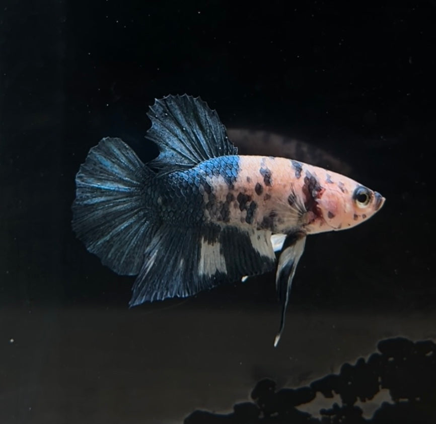 HMPK Blue Dot Dot Male Betta