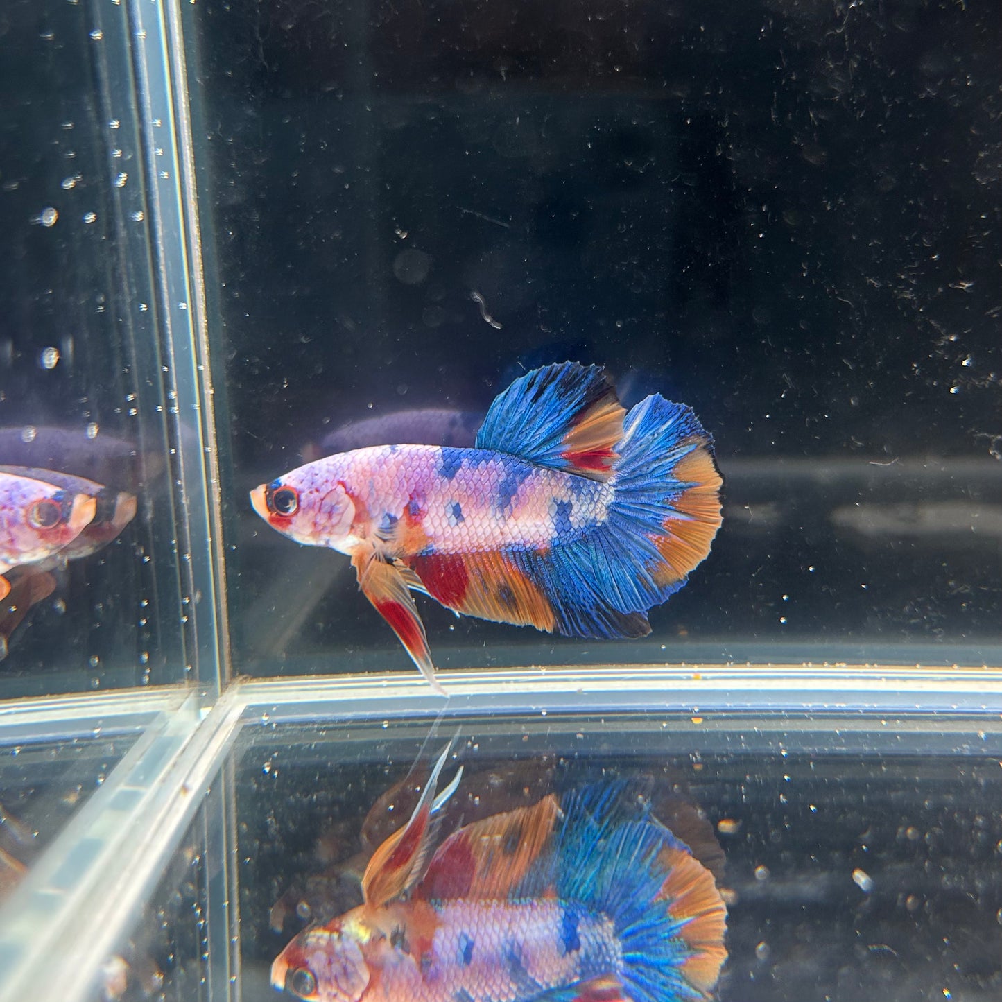 HMPK Galaxy Koi Male Betta