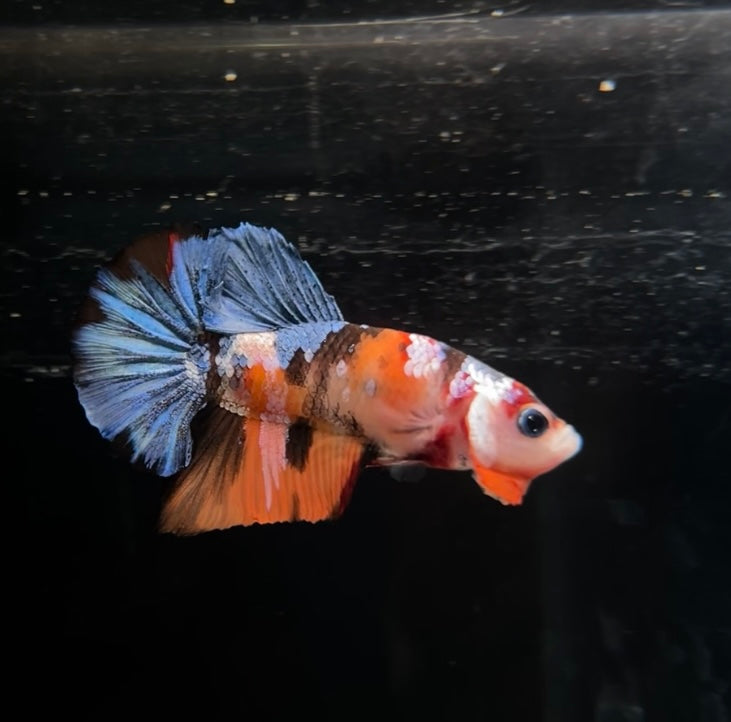 Multicolor Nemo HMPK Male Betta