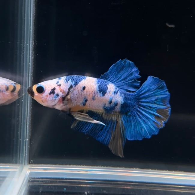 Yellow Galaxy HMPK Male Betta