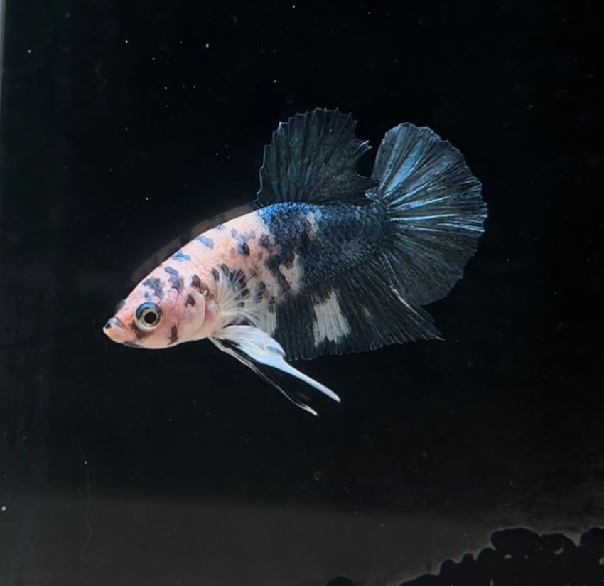 HMPK Blue Dot Dot Male Betta