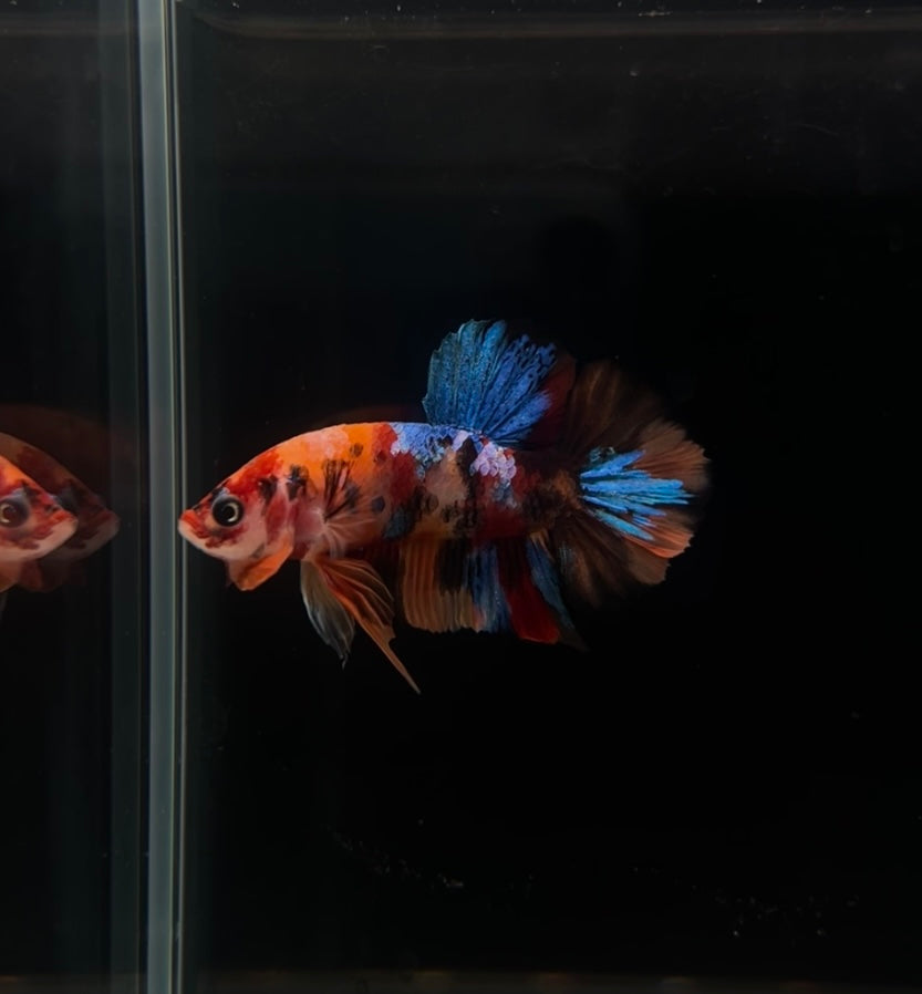 Halfmoon Multicolor Koi Male Betta