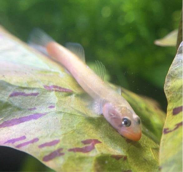 Red Lip Goby