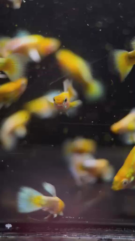 24k Gold Short Body Guppy